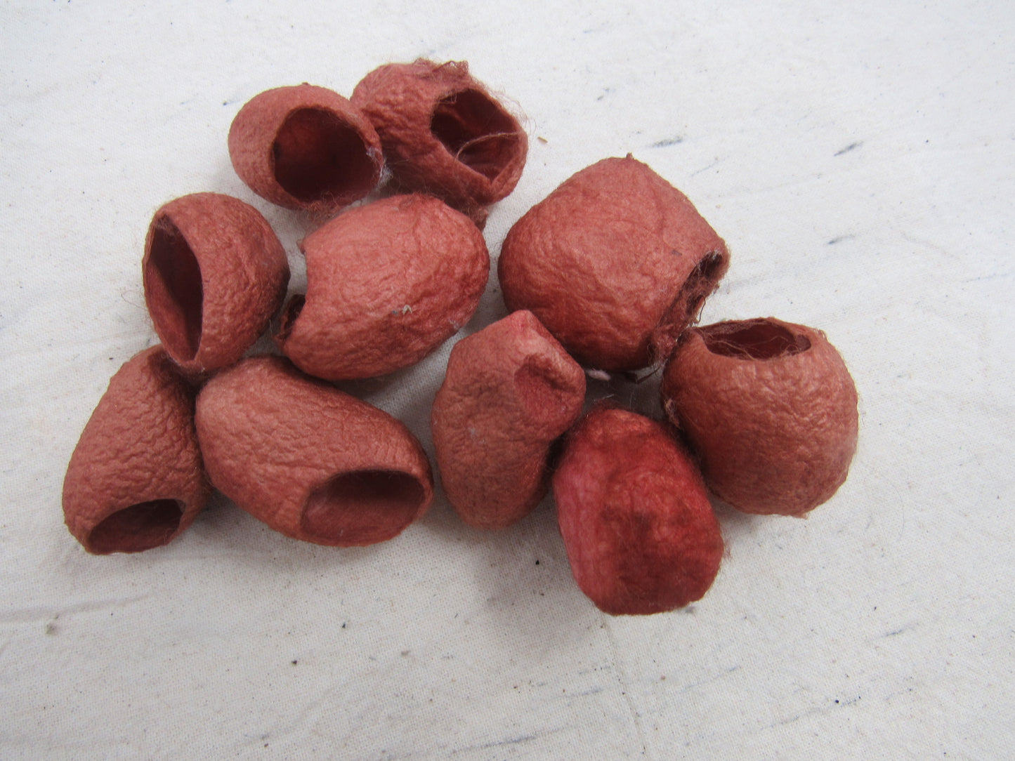 10 Naturally Dyed Silk Cocoons
