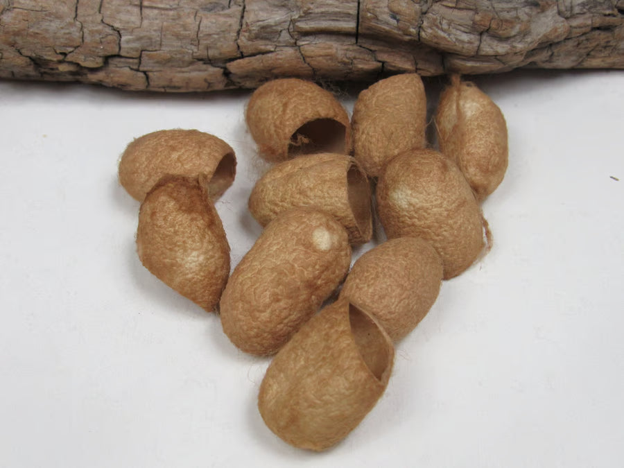 10 Naturally Dyed Silk Cocoons